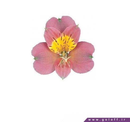 دسته گل آلسترومریا مودنا - Alstroemeri | گل آف